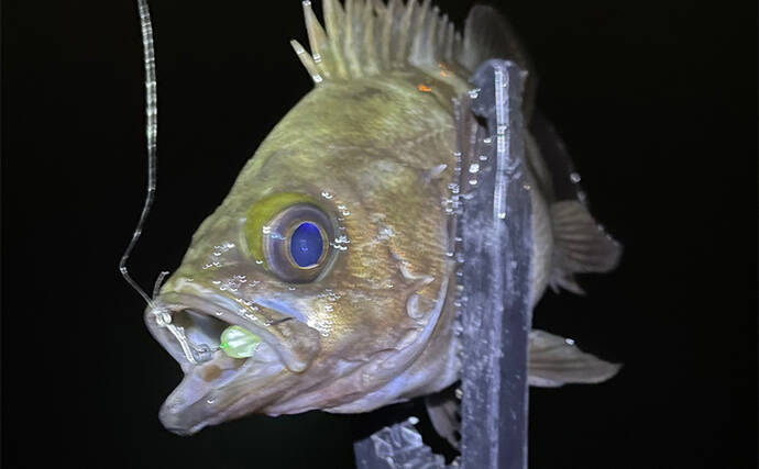 低水温期のメバリングの釣り方を解説　【軽いリグをしっかり沈める】が吉