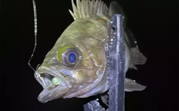 「低水温期のメバリングの釣り方を解説　【軽いリグをしっかり沈める】が吉」の画像