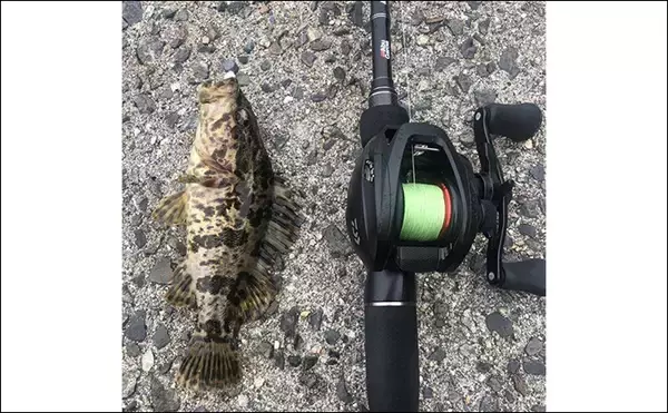 「「初心者にこそおすすめ！」身近なポイントで手軽に釣れる【ライトロックフィッシュゲームのススメ】」の画像