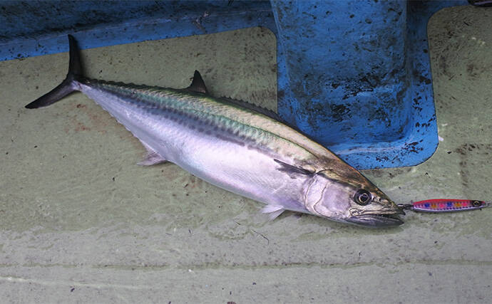 東京湾の人気船船長直伝！ 【サワラキャスティングゲーム入門解説】