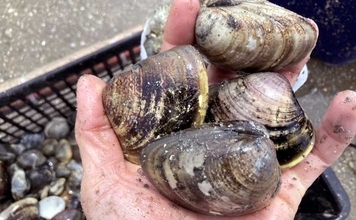 解禁初日の『竹島海岸』で8cm級良型ハマグリを発見【愛知】1時間で規定量5kgに到達！