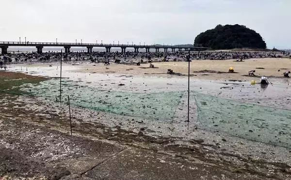 「解禁初日の『竹島海岸』で8cm級良型ハマグリを発見【愛知】1時間で規定量5kgに到達！」の画像