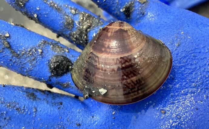 解禁初日の『竹島海岸』で8cm級良型ハマグリを発見【愛知】1時間で規定量5kgに到達！