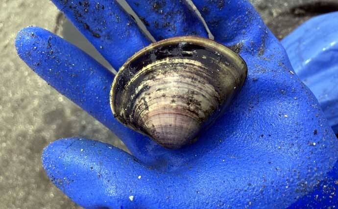 解禁初日の『竹島海岸』で8cm級良型ハマグリを発見【愛知】1時間で規定量5kgに到達！