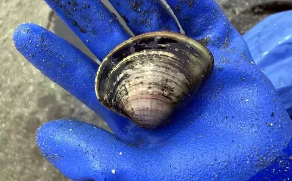 「解禁初日の『竹島海岸』で8cm級良型ハマグリを発見【愛知】1時間で規定量5kgに到達！」の画像