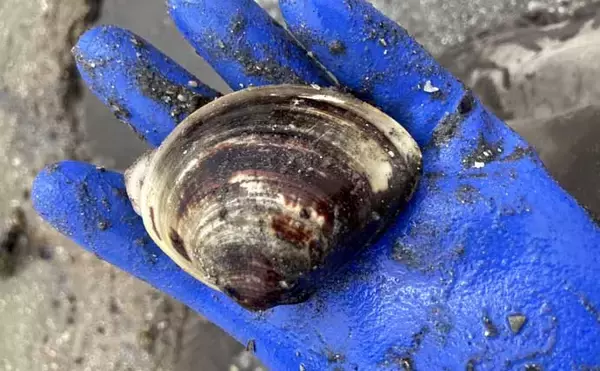 「解禁初日の『竹島海岸』で8cm級良型ハマグリを発見【愛知】1時間で規定量5kgに到達！」の画像