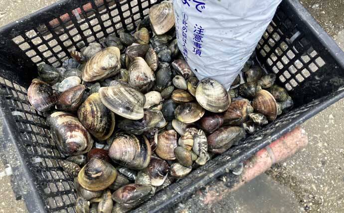 解禁初日の『竹島海岸』で8cm級良型ハマグリを発見【愛知】1時間で規定量5kgに到達！