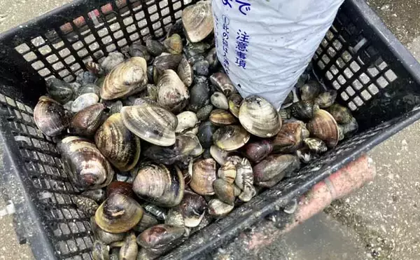 「解禁初日の『竹島海岸』で8cm級良型ハマグリを発見【愛知】1時間で規定量5kgに到達！」の画像