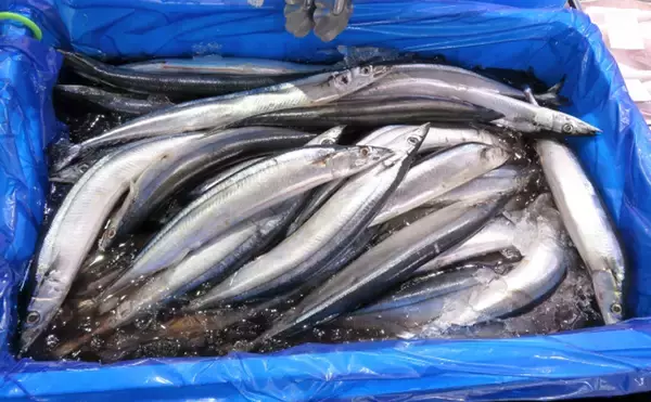 「「今年はサンマが豊漁！」のニュースに隠されたカラクリとは？ 資源量は減少の一途か」の画像