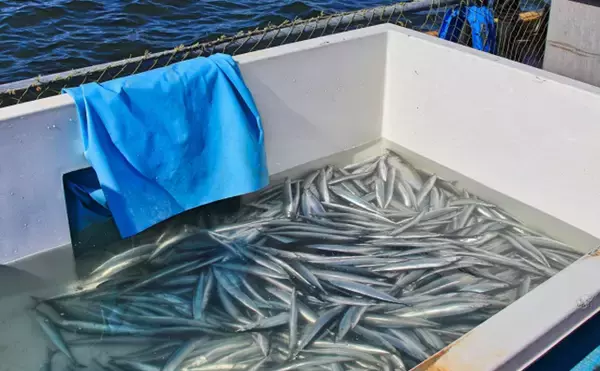 「「今年はサンマが豊漁！」のニュースに隠されたカラクリとは？ 資源量は減少の一途か」の画像