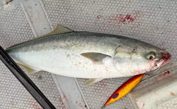 「「ジグローテーションが決め手！」伊勢湾ジギングでワラサ連打【愛知】指5本タチウオも登場」の画像