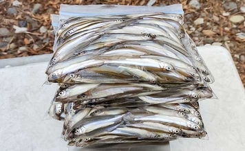 諏訪湖のワカサギ釣りで525尾キャッチ！【長野】底狙いが効いたドーム船釣行