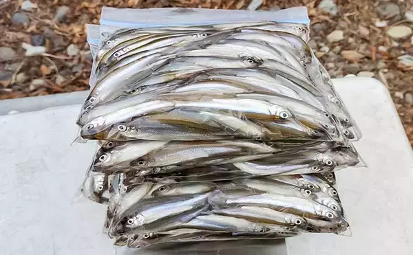 諏訪湖のワカサギ釣りで525尾キャッチ！【長野】底狙いが効いたドーム船釣行