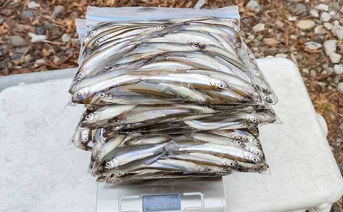 諏訪湖のワカサギ釣りで525尾キャッチ！【長野】底狙いが効いたドーム船釣行