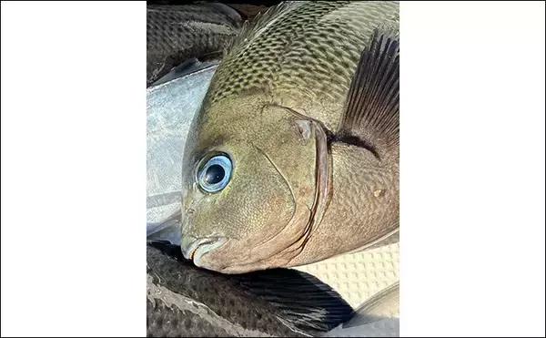 「ボートでのフカセ釣りで寒グレ爆釣！【三河湾】ルアーロッドで入れ食いを堪能」の画像