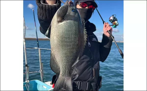 「ボートでのフカセ釣りで寒グレ爆釣！【三河湾】ルアーロッドで入れ食いを堪能」の画像