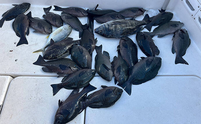 ボートでのフカセ釣りで寒グレ爆釣！【三河湾】ルアーロッドで入れ食いを堪能