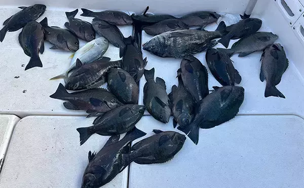 「ボートでのフカセ釣りで寒グレ爆釣！【三河湾】ルアーロッドで入れ食いを堪能」の画像