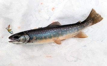 然別湖の氷上釣りで『ミヤベイワナ』と対面成功　独自の進化遂げた魚体に惚れ惚れ