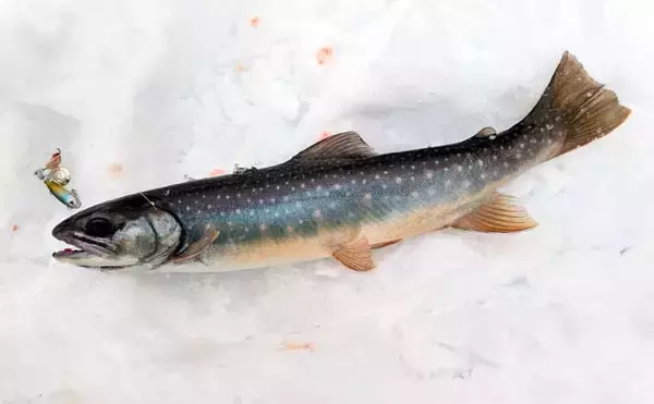 「然別湖の氷上釣りで『ミヤベイワナ』と対面成功　独自の進化遂げた魚体に惚れ惚れ」の画像