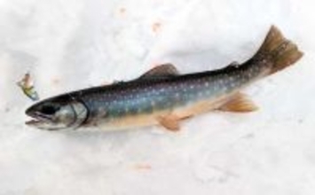 然別湖の氷上釣りで『ミヤベイワナ』と対面成功　独自の進化遂げた魚体に惚れ惚れ