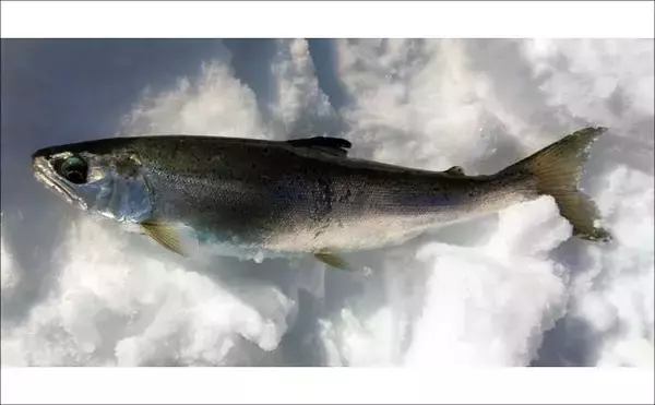 「然別湖の氷上釣りで『ミヤベイワナ』と対面成功　独自の進化遂げた魚体に惚れ惚れ」の画像