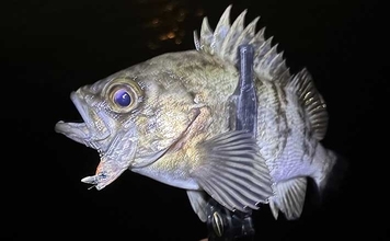 超定番ポイント「常夜灯」をあえて外すメリットとは？　闇撃ちのコツを解説