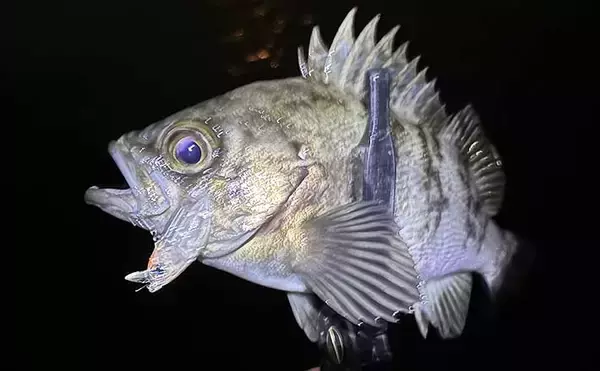 超定番ポイント「常夜灯」をあえて外すメリットとは？　闇撃ちのコツを解説