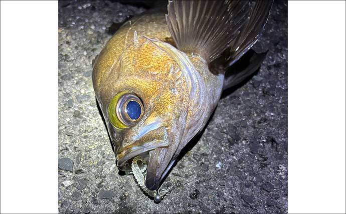 超定番ポイント「常夜灯」をあえて外すメリットとは？　闇撃ちのコツを解説