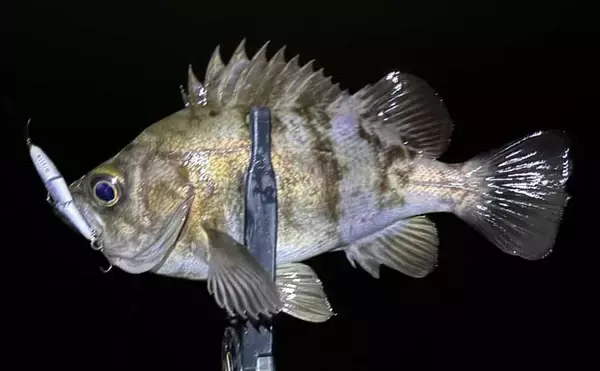 「超定番ポイント「常夜灯」をあえて外すメリットとは？　闇撃ちのコツを解説」の画像