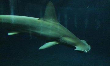 アサリ資源を守ろうとすると絶滅危惧種のサメが減るワケとは？