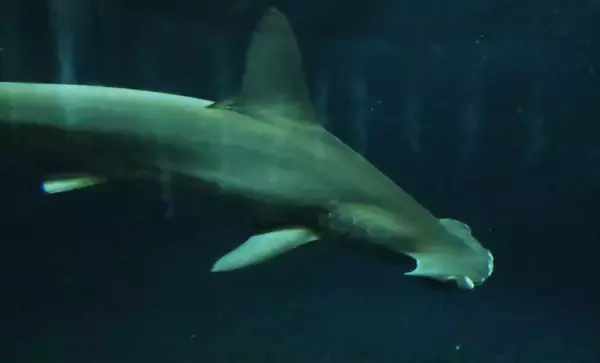 アサリ資源を守ろうとすると絶滅危惧種のサメが減るワケとは？