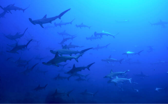 アサリ資源を守ろうとすると絶滅危惧種のサメが減るワケとは？