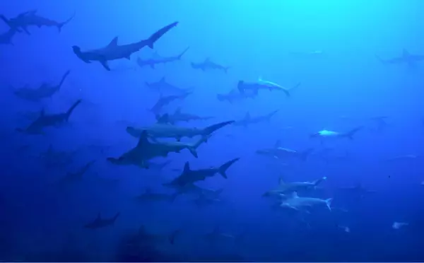 「アサリ資源を守ろうとすると絶滅危惧種のサメが減るワケとは？」の画像