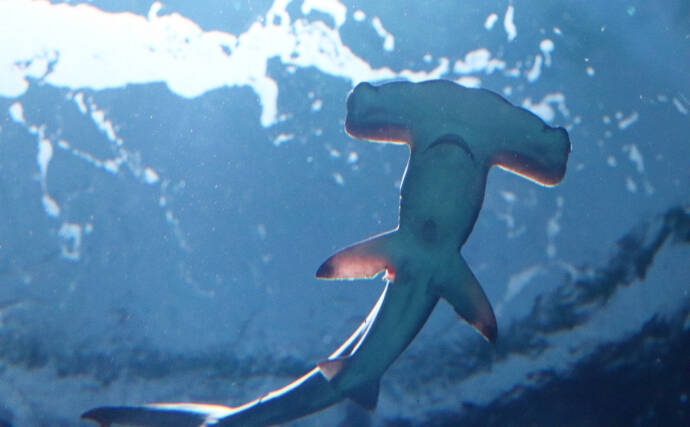 アサリ資源を守ろうとすると絶滅危惧種のサメが減るワケとは？