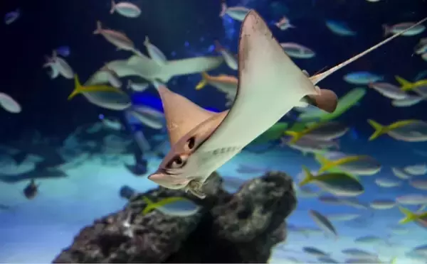 「アサリ資源を守ろうとすると絶滅危惧種のサメが減るワケとは？」の画像