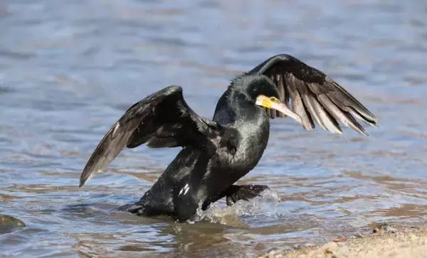 漁業の大敵『カワウ』駆除の新兵器は「ドライアイス」　卵を凍らせて孵化を防ぐ？
