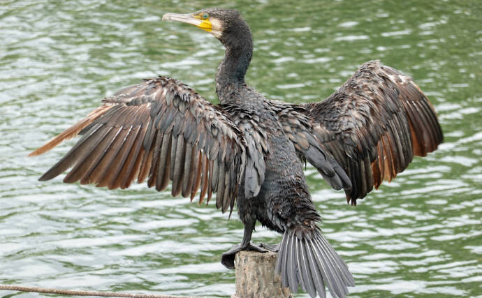 漁業の大敵『カワウ』駆除の新兵器は「ドライアイス」　卵を凍らせて孵化を防ぐ？