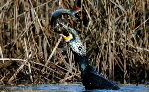 「漁業の大敵『カワウ』駆除の新兵器は「ドライアイス」　卵を凍らせて孵化を防ぐ？」の画像