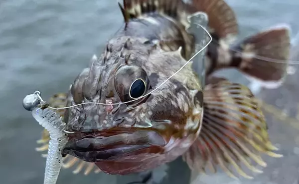 「根魚は四六時中岩に貼り付いている」わけではない　実は意外と回遊している？