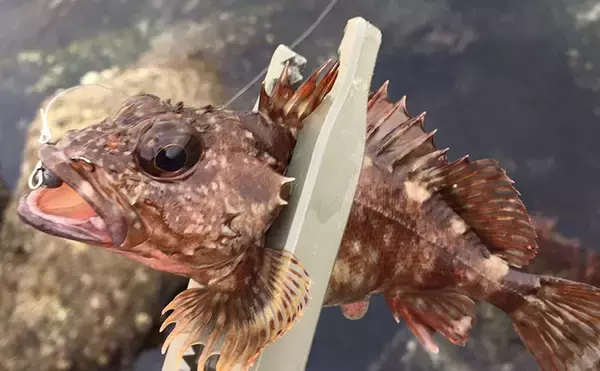 「「根魚は四六時中岩に貼り付いている」わけではない　実は意外と回遊している？」の画像