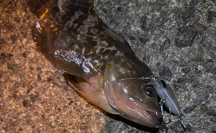 「根魚は四六時中岩に貼り付いている」わけではない　実は意外と回遊している？
