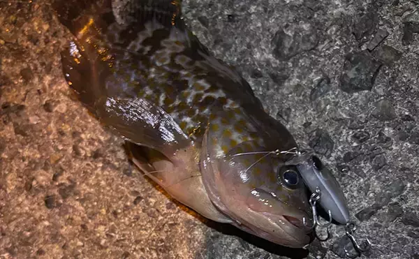 「「根魚は四六時中岩に貼り付いている」わけではない　実は意外と回遊している？」の画像