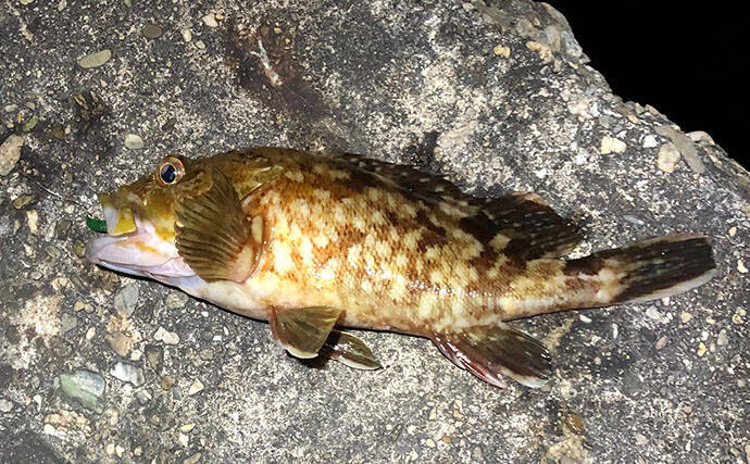 「根魚は四六時中岩に貼り付いている」わけではない　実は意外と回遊している？