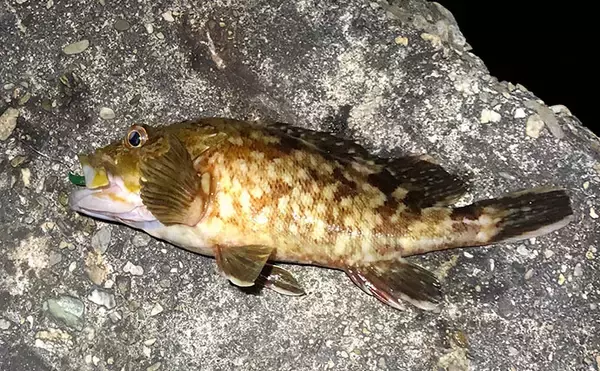 「「根魚は四六時中岩に貼り付いている」わけではない　実は意外と回遊している？」の画像