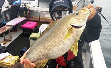 50cm級超大型イサキ堂々浮上！良型中心に数釣りチャンス【船釣り最新情報5選・大分／熊本】