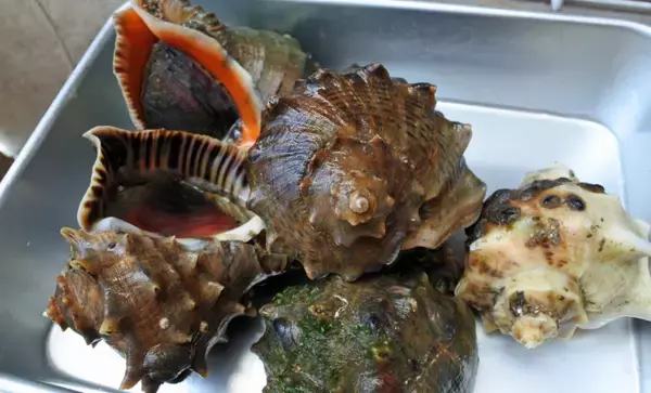 「貝を食べる貝」がとても美味しかった　【アカニシ・ツメタガイ・イボニシ】