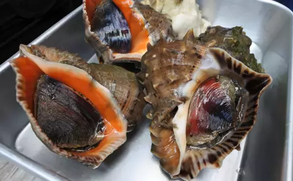 「「貝を食べる貝」がとても美味しかった　【アカニシ・ツメタガイ・イボニシ】」の画像