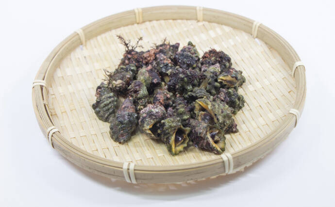 「貝を食べる貝」がとても美味しかった　【アカニシ・ツメタガイ・イボニシ】