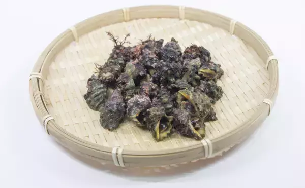 「「貝を食べる貝」がとても美味しかった　【アカニシ・ツメタガイ・イボニシ】」の画像